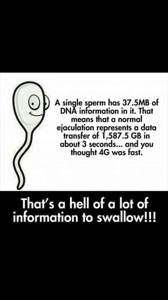 , A sin Ie sperm has 37.5MB of DN information ín iv. Thu! means lho! a ...