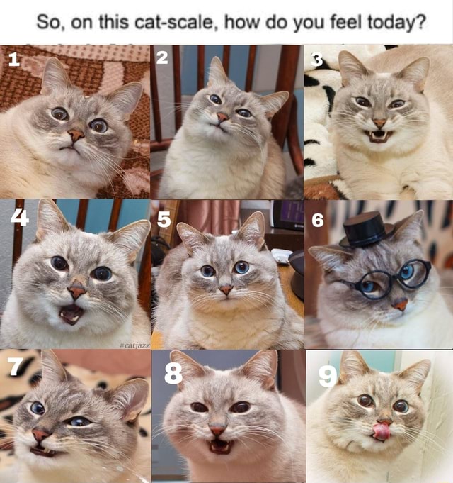 So, on this cat-scale, how do you feel today? - iFunny