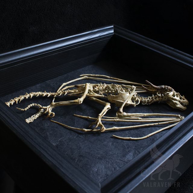 I made a Wyvern skeleton iFunny