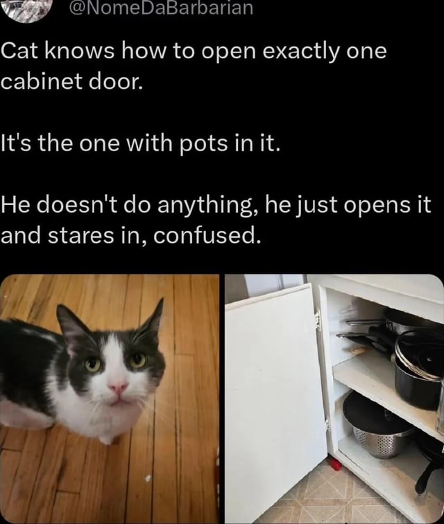 Cat knows how to open exactly one cabinet door. It s the one with pots in it. He doesn t do anything he just opens it and stares in confused. iFunny