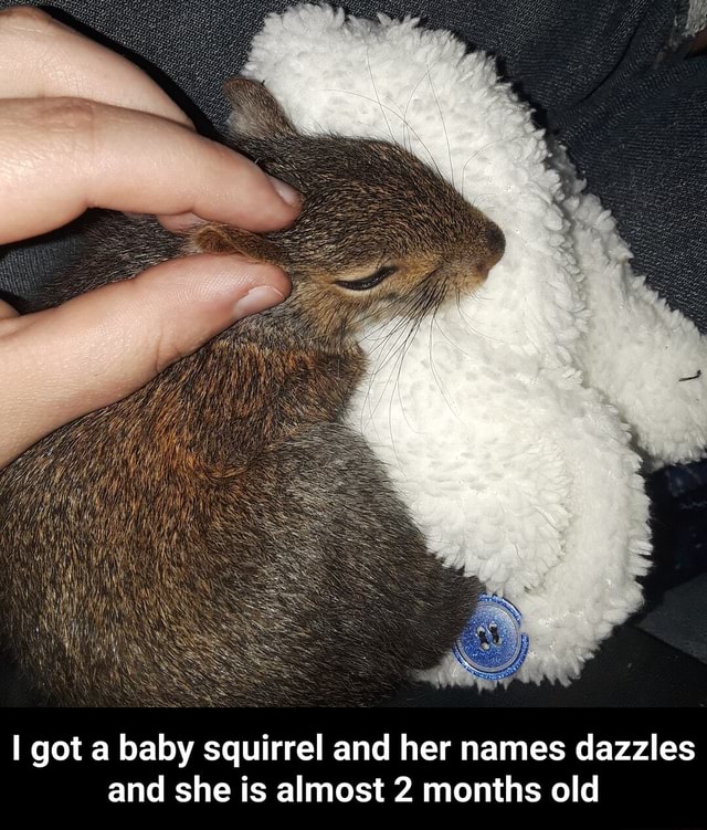 I got a baby squirrel and her names dazzles and she is almost 2 months