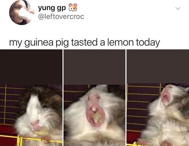 Can guinea pigs have lemons best sale