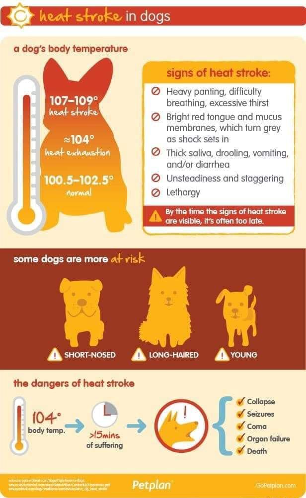 Heat in dogs a dog's body temperature signs of heat stroke: @ Heavy ...