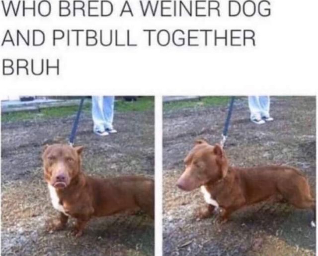 BRED A WEINER DOG AND PITBULL TOGETHER BRUH iFunny