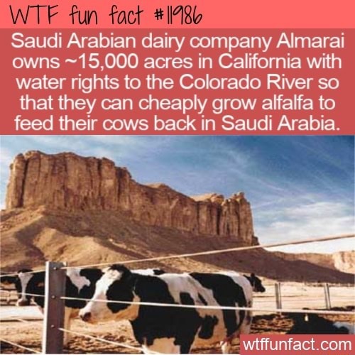 WTF fun fact Saudi Arabian dairy company Almarai owns 15,000 acres in