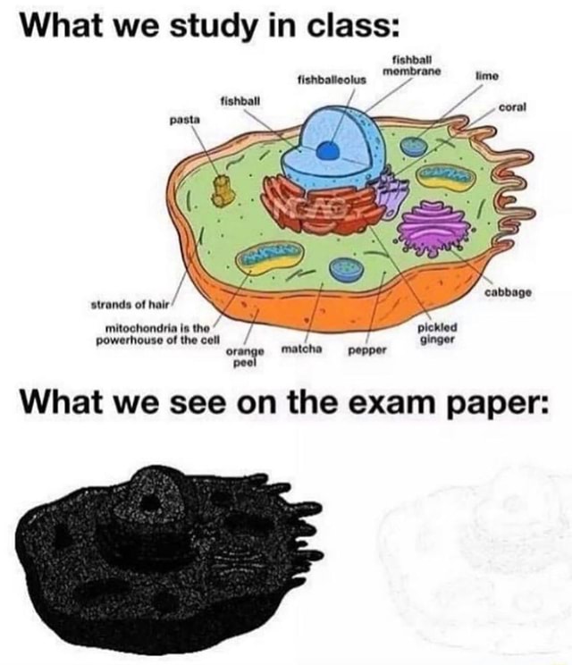 Why Does A Root Hair Cell Contain Mitochondria