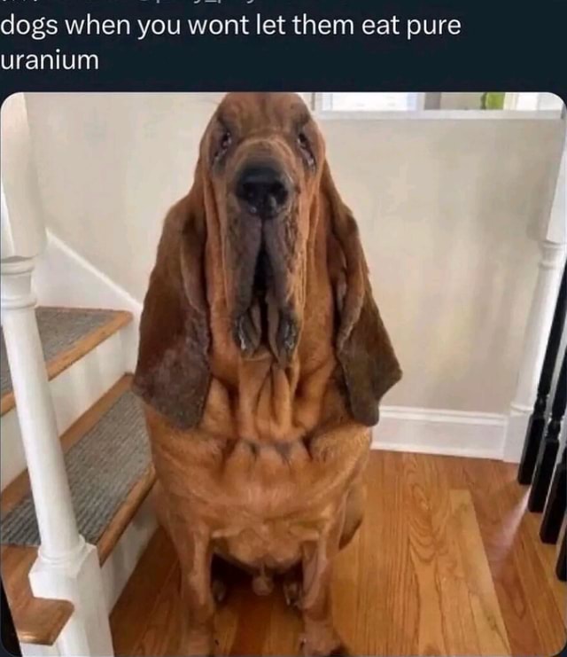 dogs-when-you-wont-let-them-eat-pure-uranium-ifunny