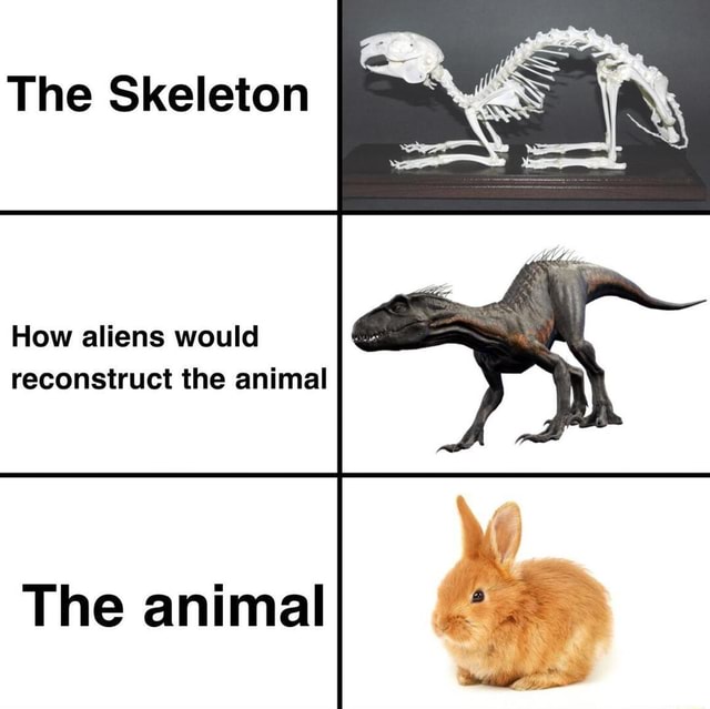 A quicky - The Skeleton How aliens would reconstruct the animal The ...