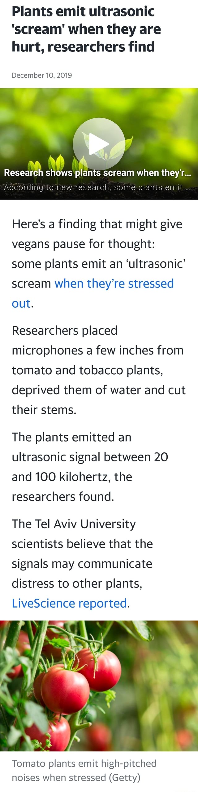 Plants emit ultrasonic 'scream' when they are hurt, researchers find