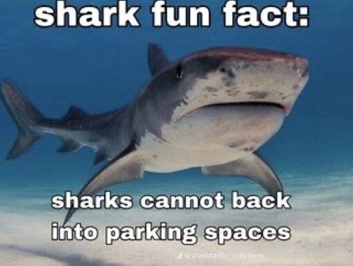 Shark fun fact: sharks cannot back into parking spaces - iFunny