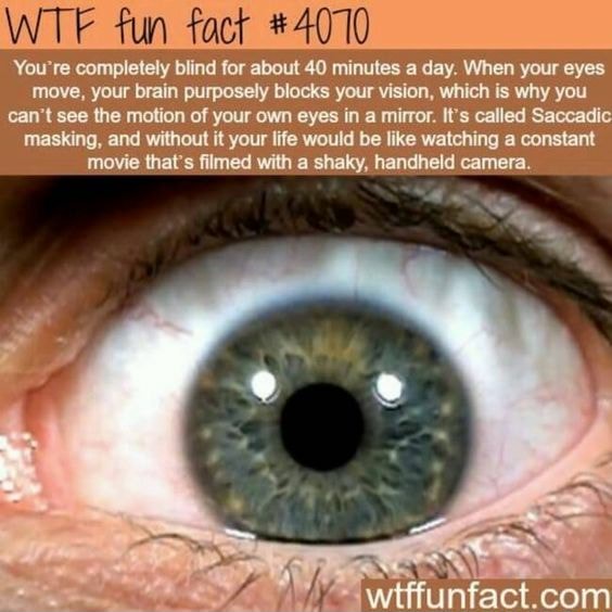 Wtf Fun Fact You're Completely Blind For About 40 Minutes A Day. When 