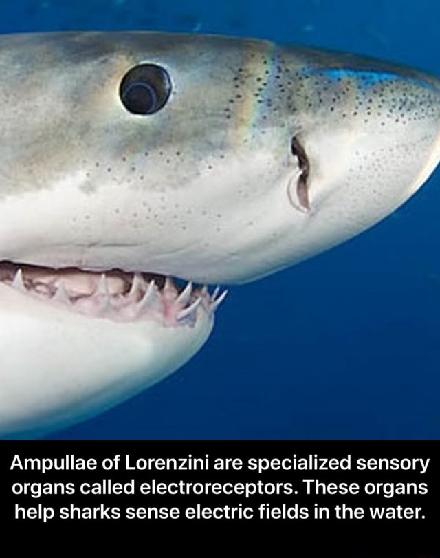 Ampullae of Lorenzini are specialized sensory organs called