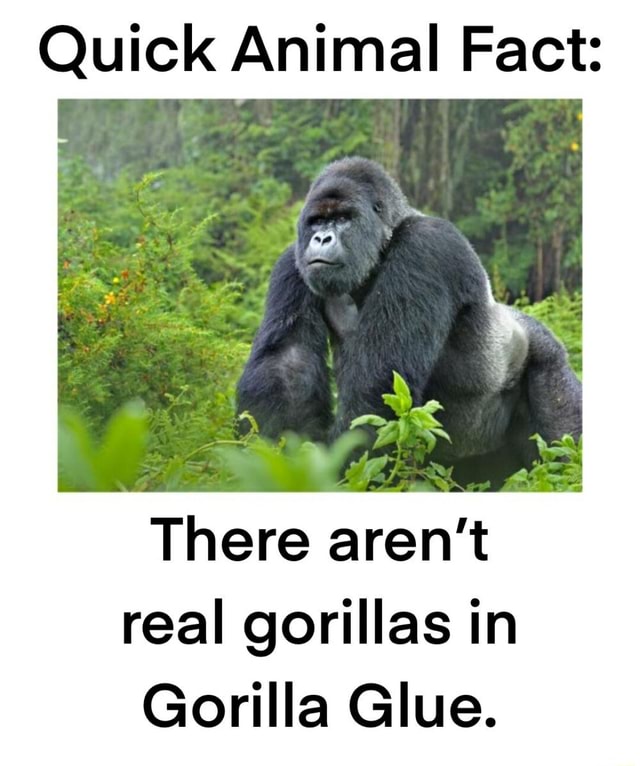 Quick Animal Fact There aren't real gorillas in Gorilla Glue. iFunny