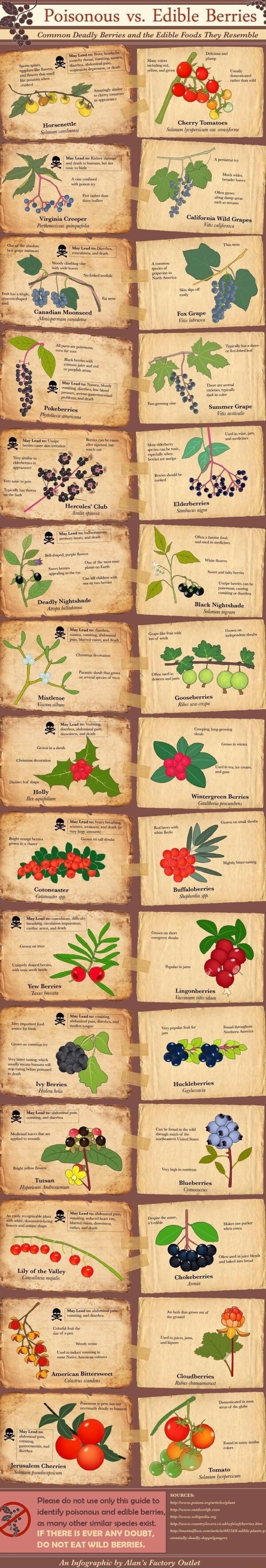 Poisonous vs. Edible Berries Common Deadly Berries and the Edible Foods