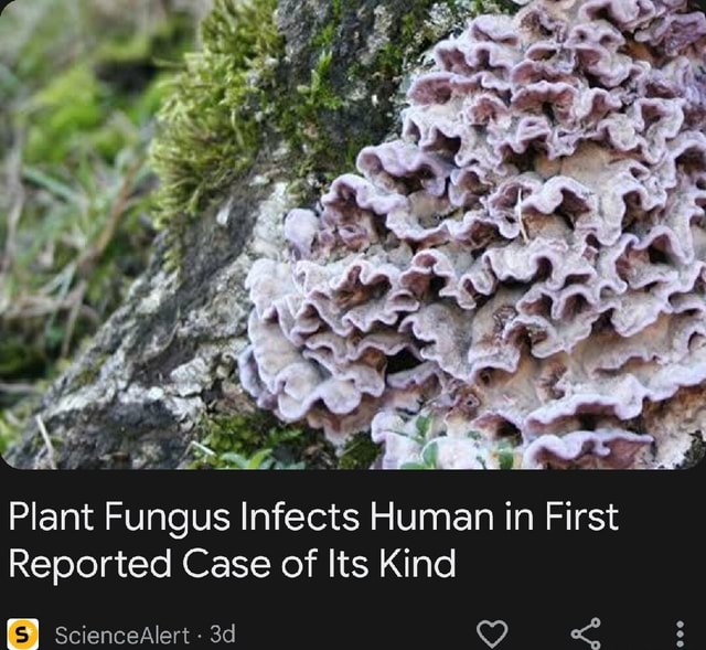 Plant Fungus Infects Human In First Reported Case Of Its Kind I