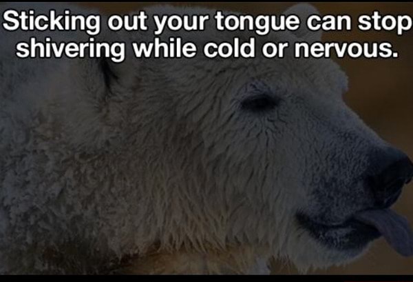 sticking-out-your-tongue-can-stop-shivering-while-cold-or-nervous