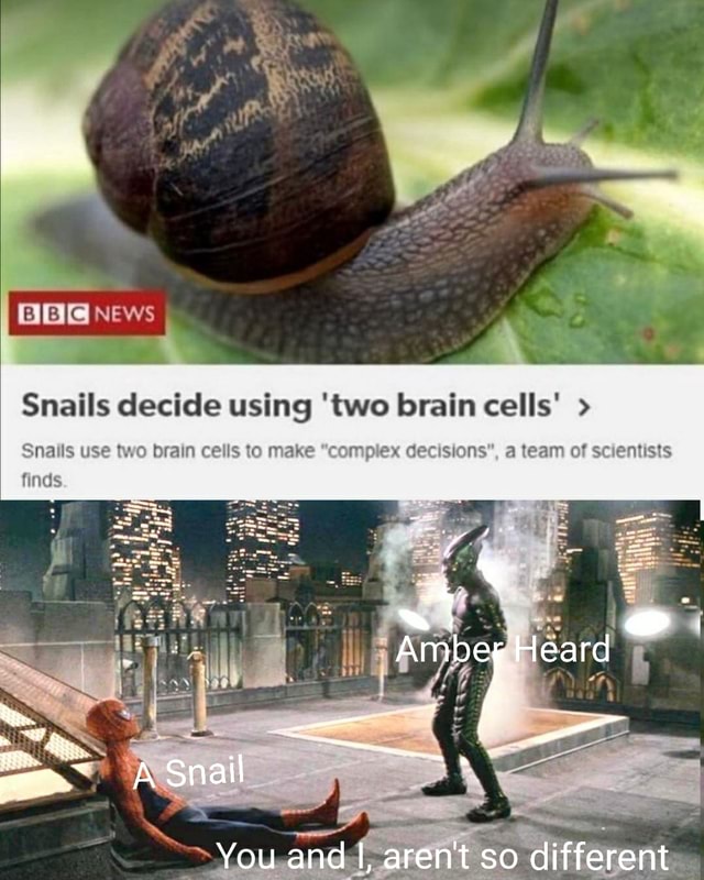 Snails decide using 'two brain cells' > Snails use two brain cells to