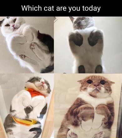 which-cat-are-you-today-ifunny
