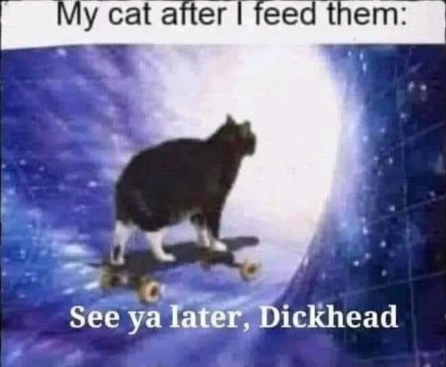 My Cat Amer I Feed Them See Ya Later Dickhead Ifunny