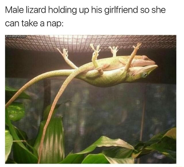 Male lizard holding up his girlfriend so she can take a nap: - )