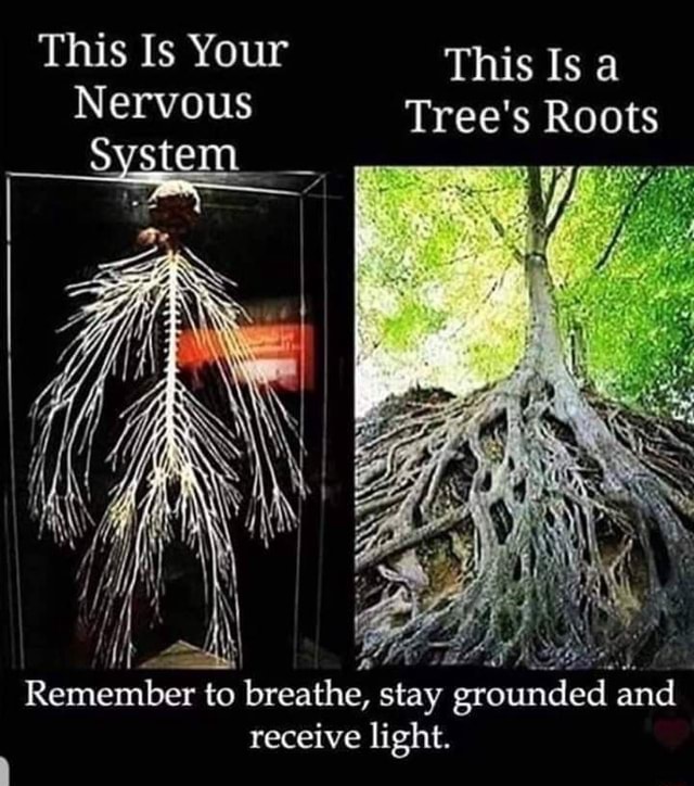 This Is Your This Is Nervous Tree's Roots system Remember to breathe