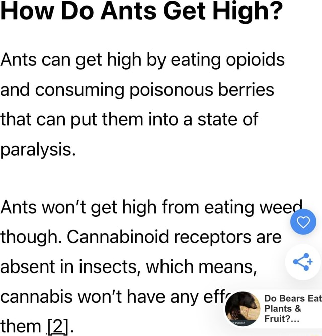 How Do Ants Get High? Ants can get high by eating opioids and consuming