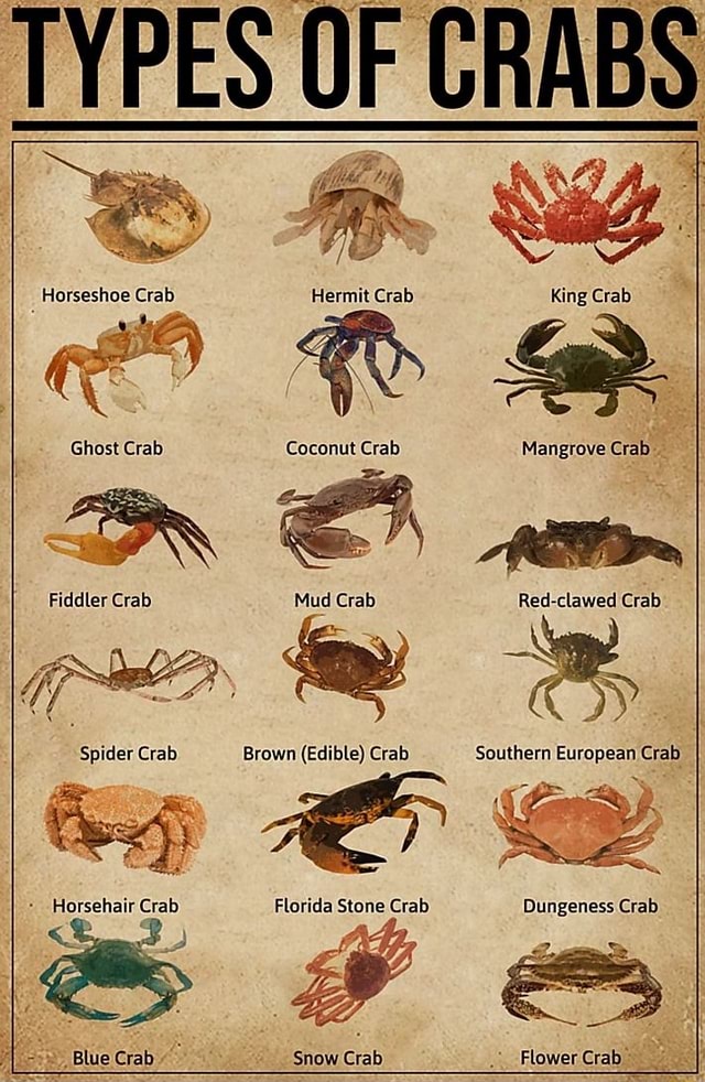 TYPES OF CRAB Horseshoe Crab Hermit Crab King Crab Ghost Crab Coconut ...