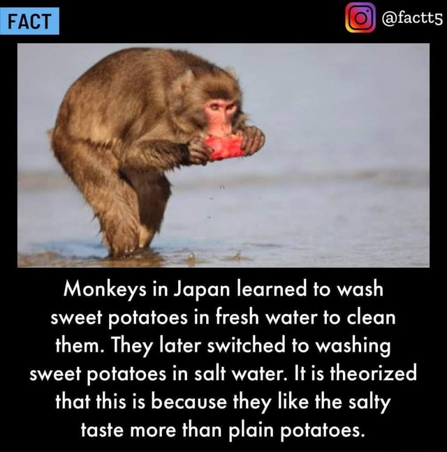 factt5 Monkeys in Japan learned to wash sweet potatoes in fresh water to clean them. They later