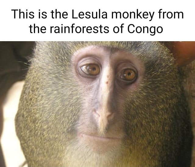 This is the Lesula monkey from the rainforests of Congo - iFunny