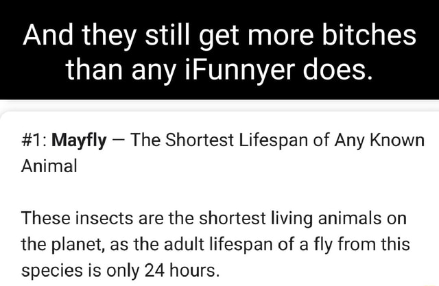 And they still get more bitches than any iFunnyer does. #1: Mayfly - The Shortest  Lifespan of Any Known Animal These insects are the shortest living animals  on the planet, as the