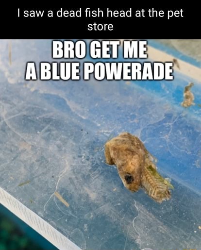 saw-a-dead-fish-head-at-the-pet-store-bro-get-me-a-blue-powerade-ifunny