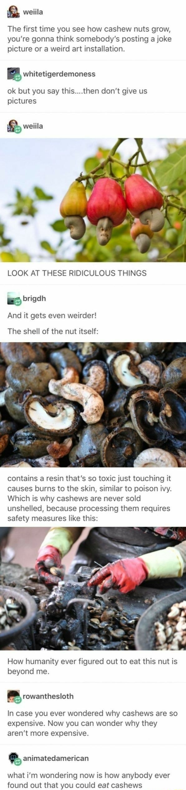 Q weiila The first time you see how cashew nuts grow, you're gonna think somebody's posting a