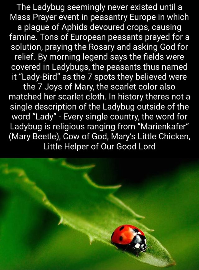 the-ladybug-seemingly-never-existed-until-a-mass-prayer-event-in