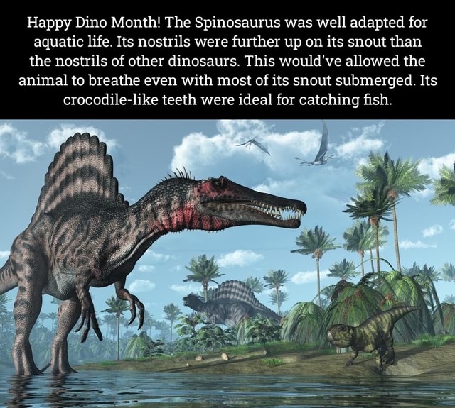 Happy Dino Month! The Spinosaurus was well adapted for aquatic life ...