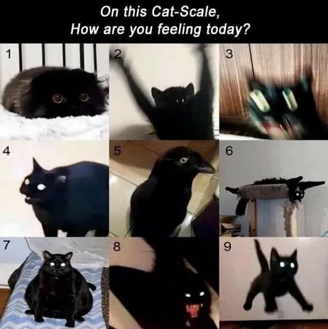 On this CatScale, How are you feeling today? iFunny