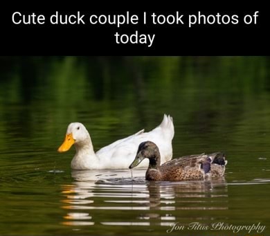 Cute duck couple I took photos of today - iFunny