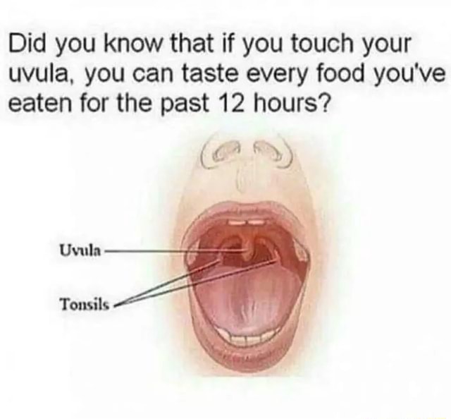 Did you know that if you touch your uvula, you can taste every food you