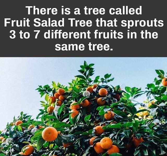 There Is A Tree Called Fruit Salad Tree That Sprouts 3 To 7 Different Fruits In The Same Tree