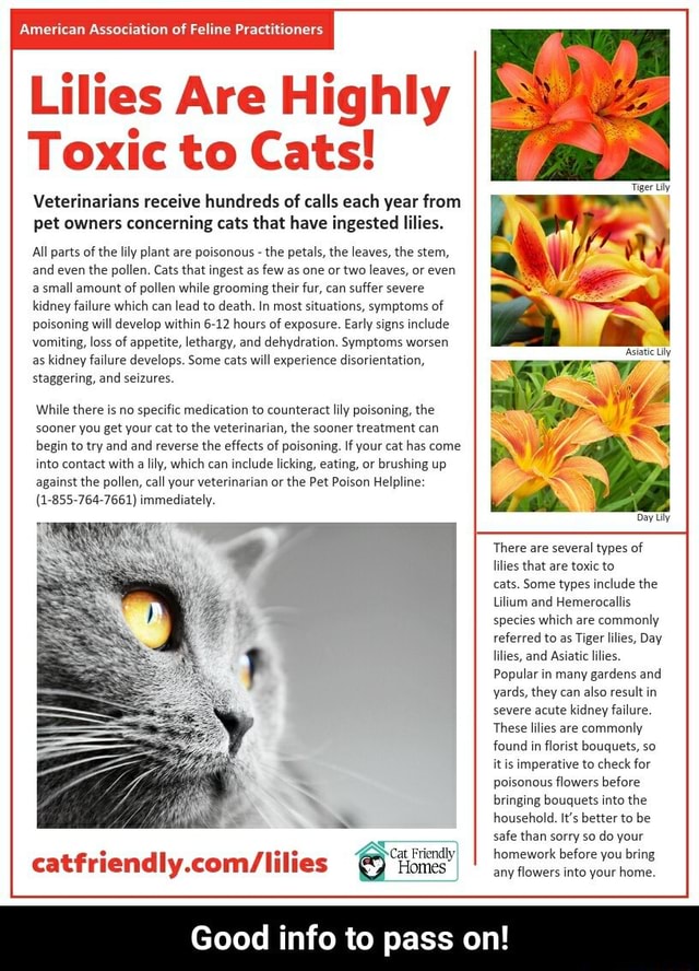 Lilies Are Highly Toxic to Cats! Veterinarians receive hundreds of