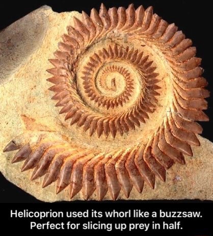 Helicoprion used its whorl like a buzzsaw. Perfect for slicing up prey ...
