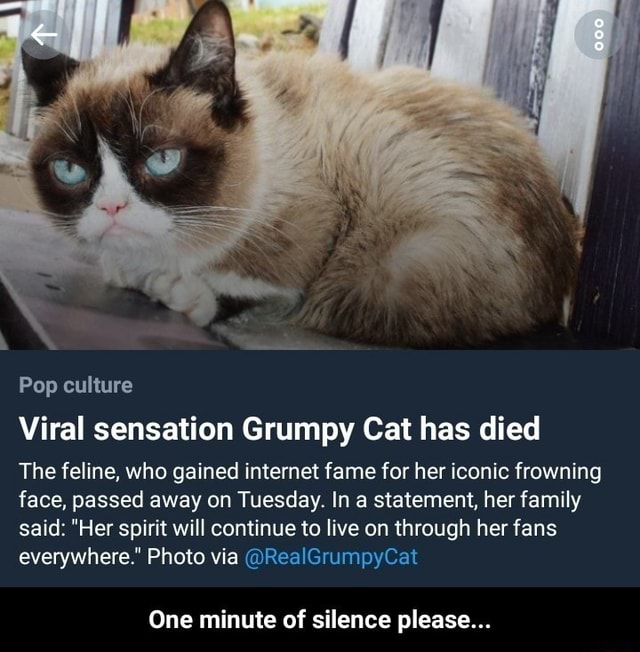 Pop Culture Viral Sensation Grumpy Cat Has Died The Feline Who Gained Internet Fame For Her 8838