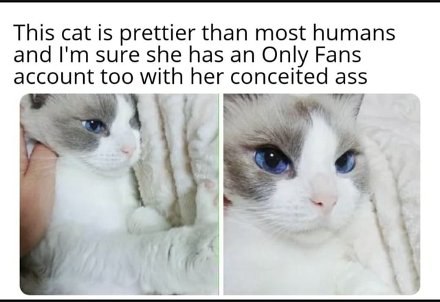 Cat only fans