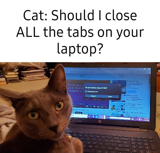 Cat: Should I close ALL the tabs on your laptop? - iFunny