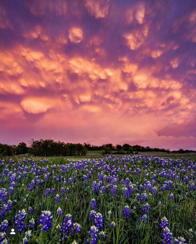Texas Spring Graphics Spring in Texas Still one of my favorite shots from a few years ago ...