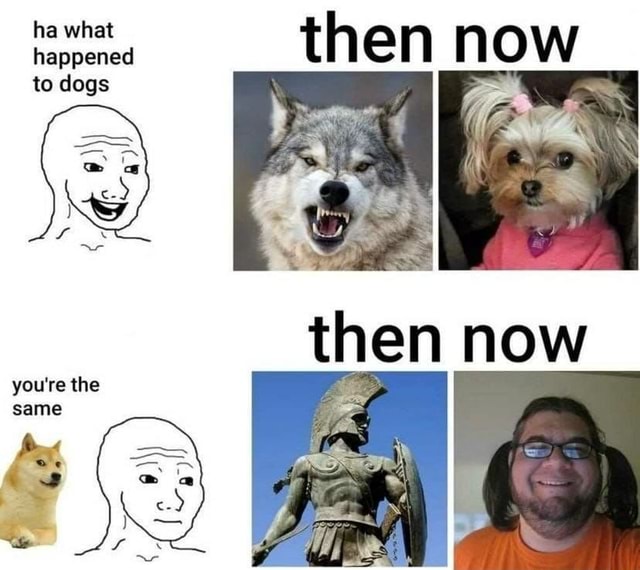 To dogs ha what then now then now happened you're the same - iFunny