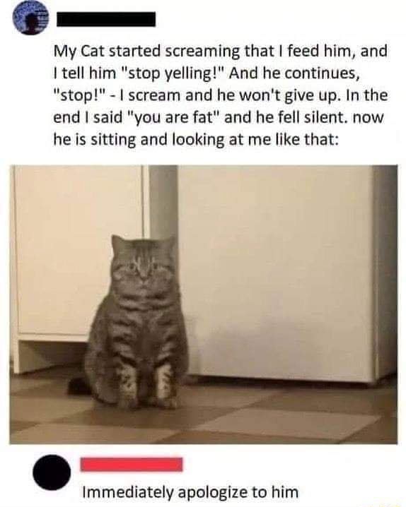 My Cat started screaming that I feed him, and tell him 