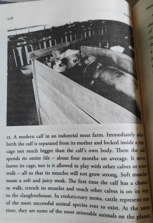 15. A modern calf in an industrial meat farm. Immediately birth the calf is separated from its