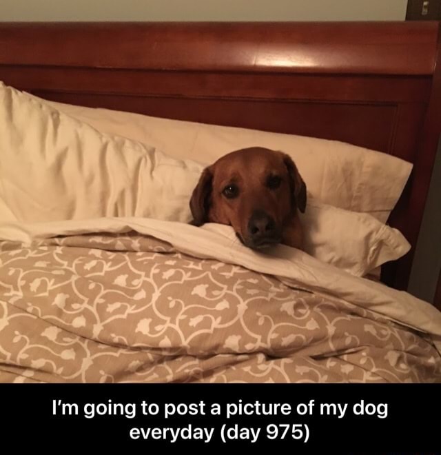 I'm going to post a picture of my dog everyday (day 975) I’m going to