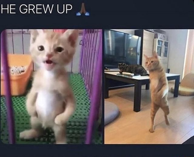 SWAG WALK HE GREW UP iFunny