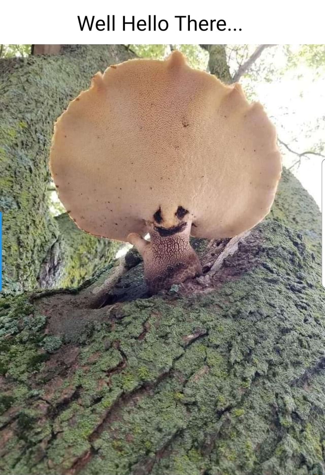 Well Hello There - iFunny